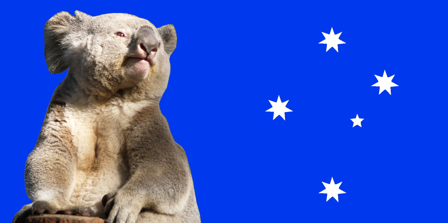 Koala Flag
