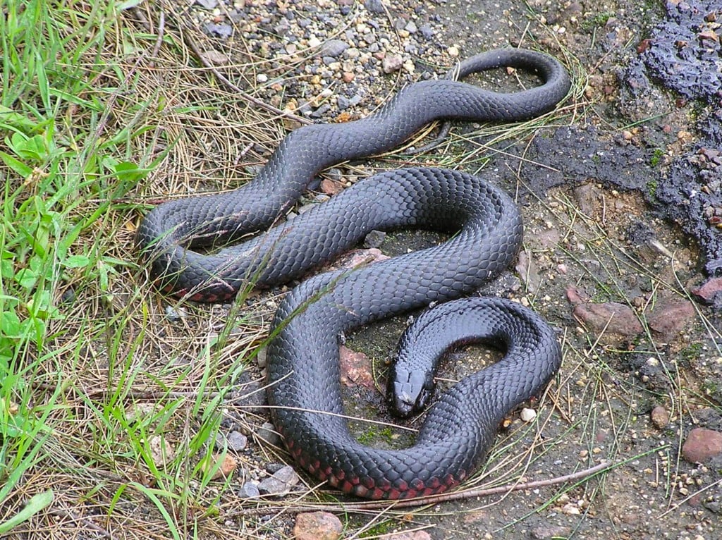 red-bellied black snake